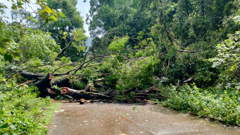 tree fell