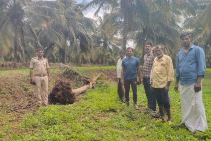 wild elephant crops destroys