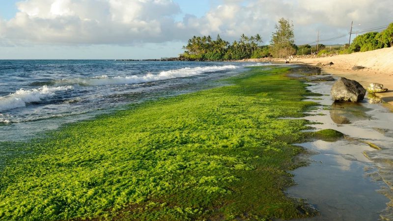 Algal Bloom 1