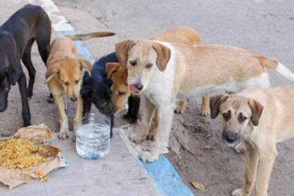 BBMP Stray Dog Food