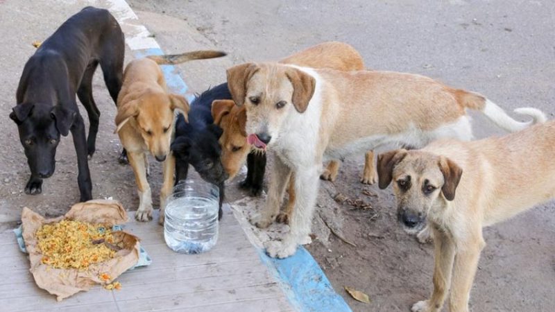 BBMP Stray Dog Food
