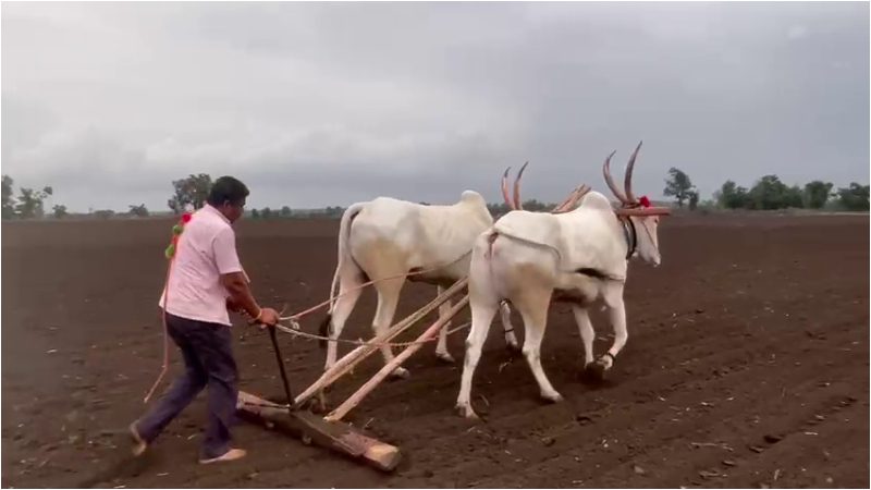 Bagalkote farmer sows 20 acres of onions in 10 hours 1