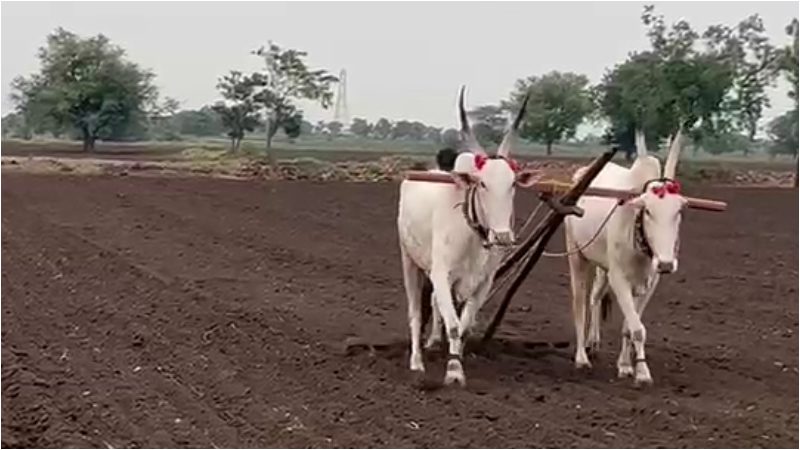 Bagalkote farmer sows 20 acres of onions in 10 hours 2