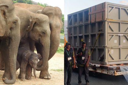 Bannerghatta National Park Elephant