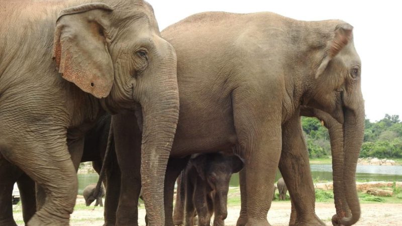 Bannerugatta ELEPHANT 1