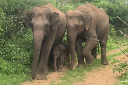 Bannerugatta ELEPHANT
