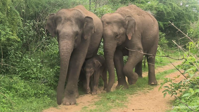 Bannerugatta ELEPHANT