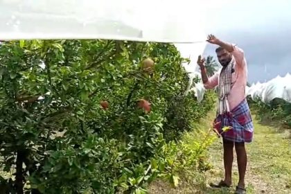 Davanagere Pomegranate