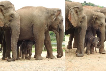 Elephant