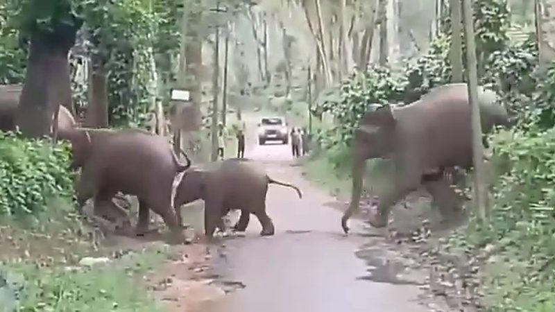 Elephant Attack 2