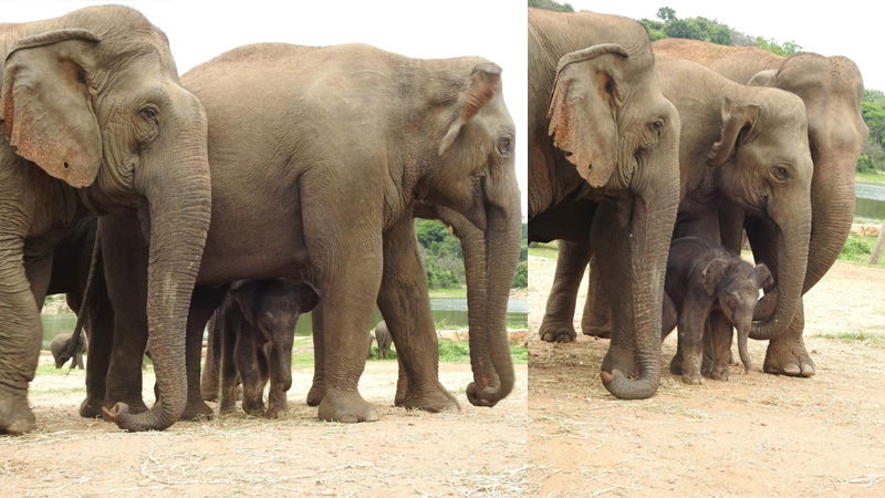 Elephant
