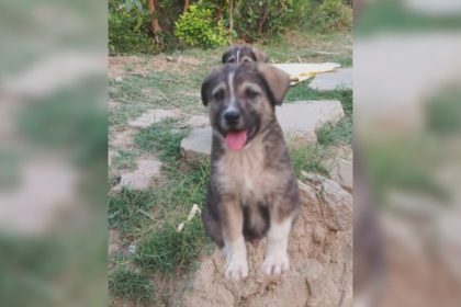 Hero Dogs Bark Saves 67 Lives in Himachal landslide