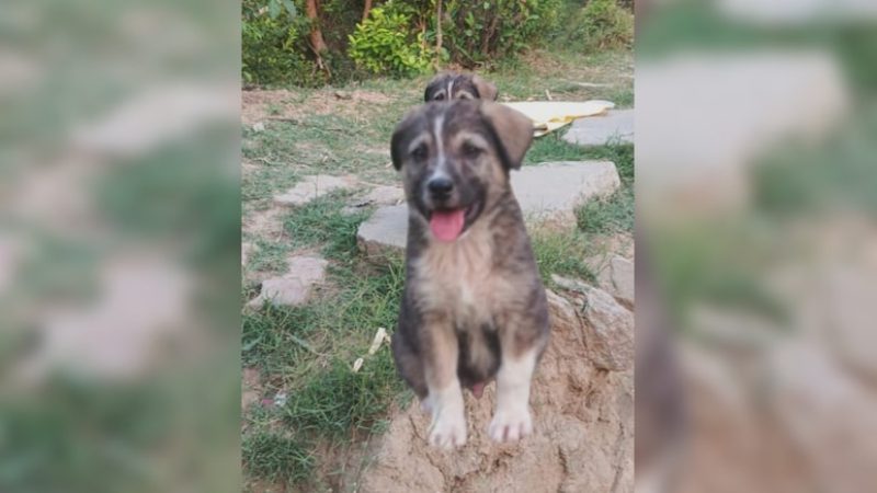 Hero Dogs Bark Saves 67 Lives in Himachal landslide