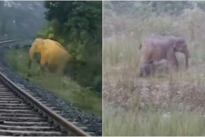 Jharkhand Elephant