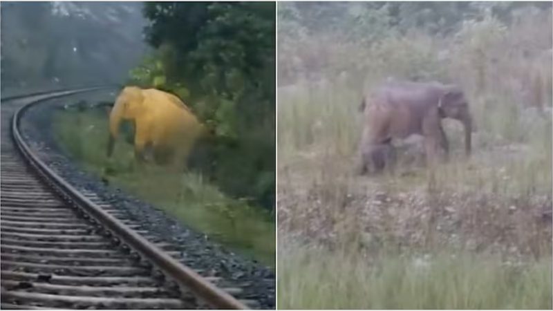 Jharkhand Elephant