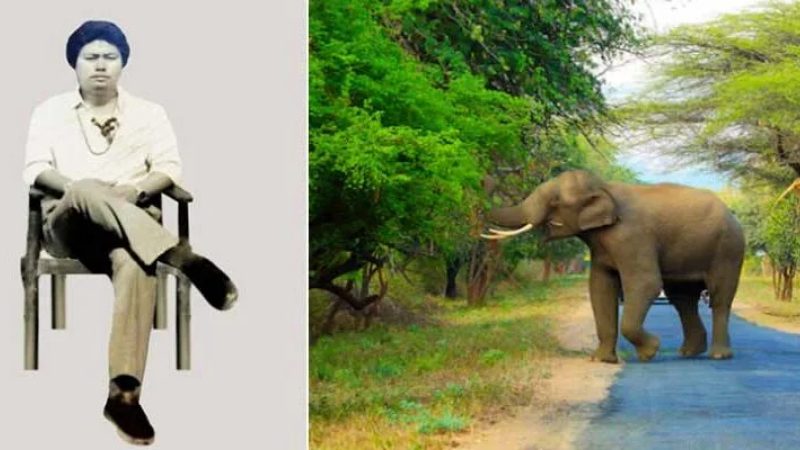 Kapchen Rajkumar Elephant Attack