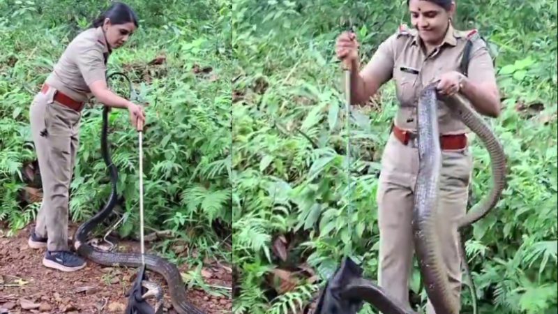 Kerala Snake rescues by women forest officers