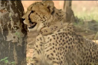 Nabha female Cheetah