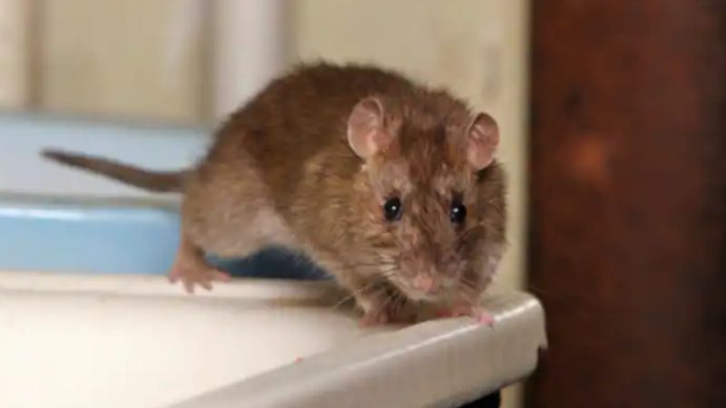 RAT