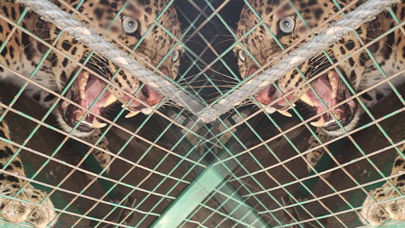Raichur Leopard