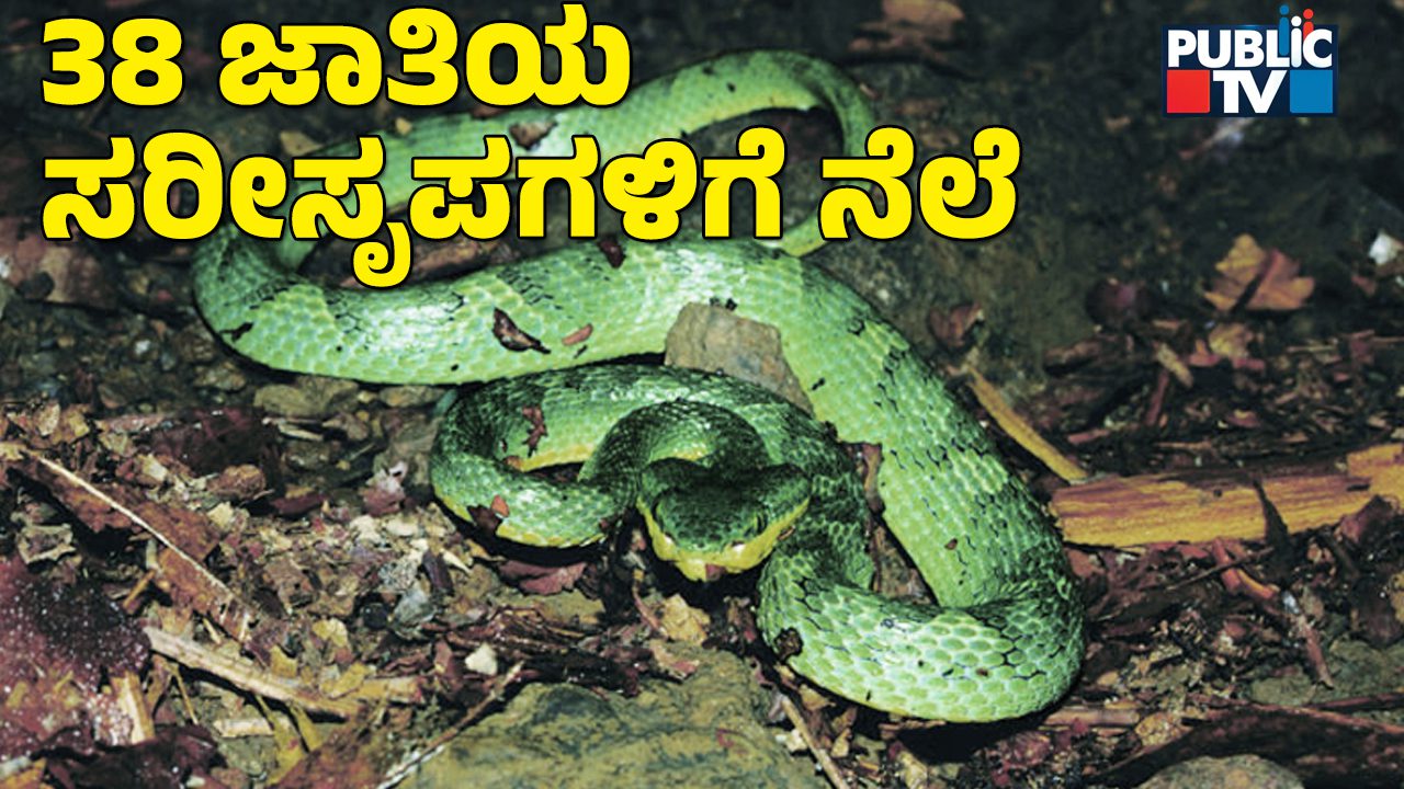 Snake 1