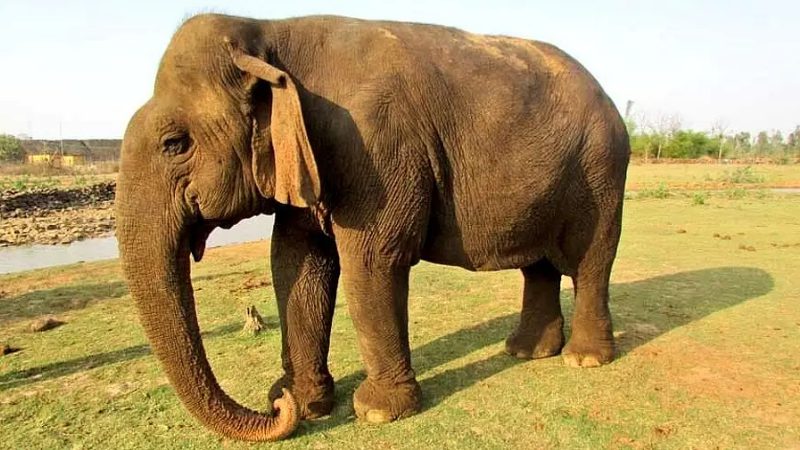 Vatsala Asias oldest elephant dies at panna tiger reserve