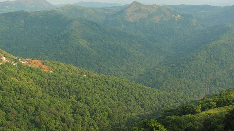 Yettinahole Forest