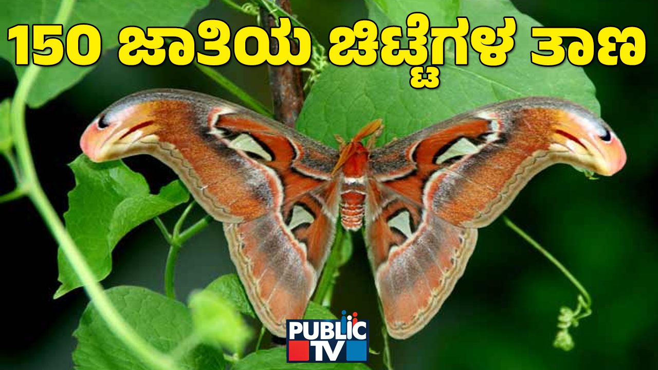 butterfly
