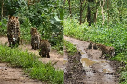 leopard and cubs BRT forest