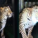 Ajjampur Leopard