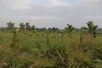 Arecanut Trees