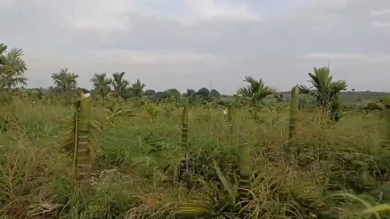 Arecanut Trees