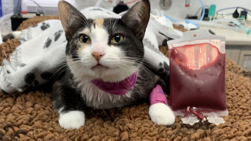 Cat Blood