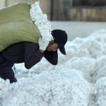 Cotton