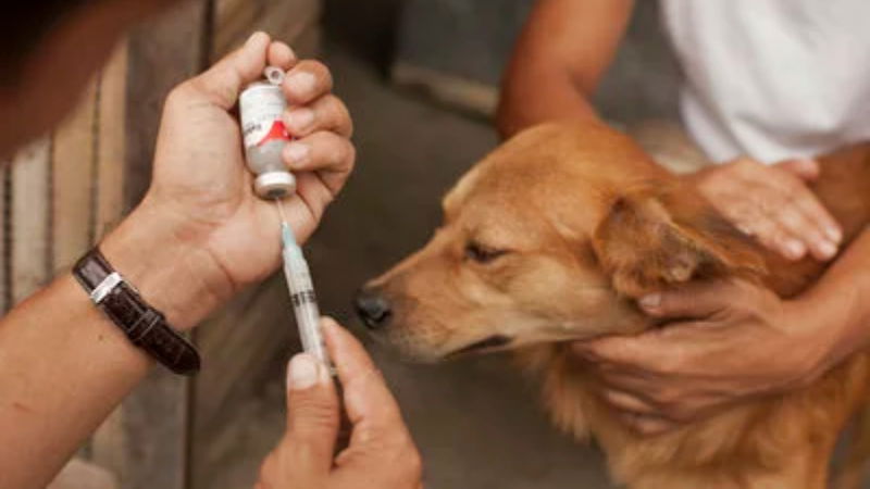 2030ಕ್ಕೆ  ರೇಬೀಸ್ ನಿರ್ಮೂಲನೆ - ಪಣ ತೊಟ್ಟ ಕೇಂದ್ರದ ಮುಂದಿರೋ ಸವಾಲುಗಳೇನು?  6 DOG 2