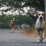 DOGS