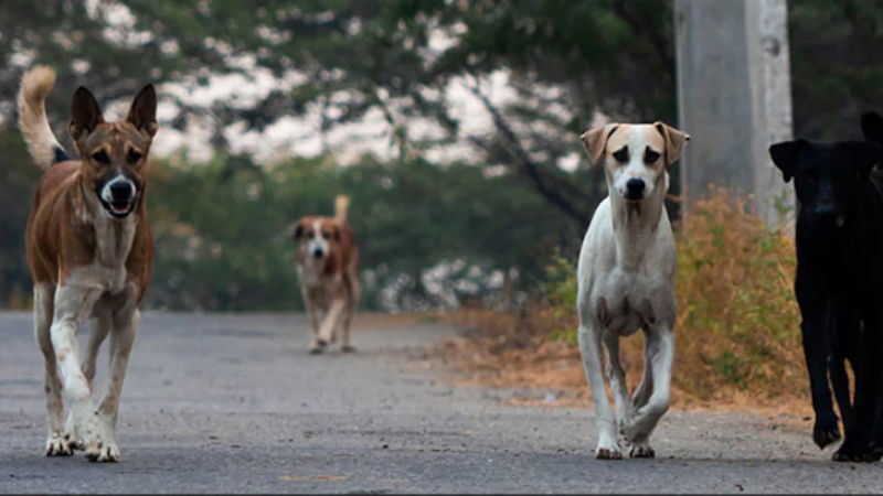 DOGS