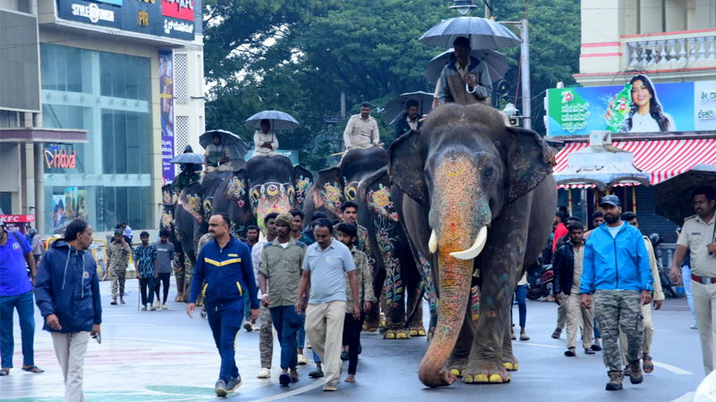Dasara Elephants
