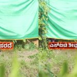 Dharmasthala Mass Burial Case