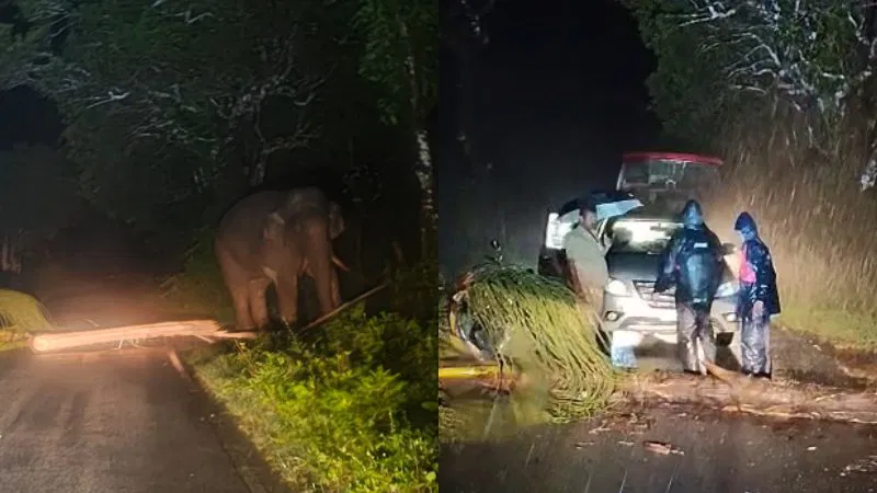 Elephant 1