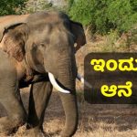 Elephant day