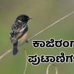 Grassland bird census in Kaziranga