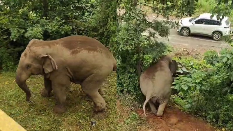 HASSANA BELURU Elephant