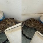 Haveri Leopard