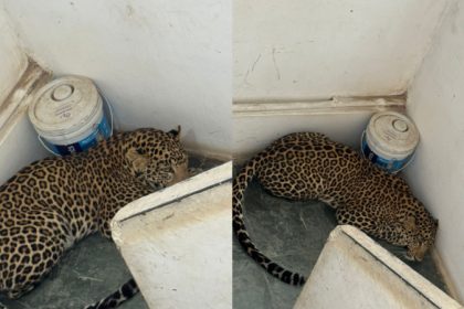 Haveri Leopard