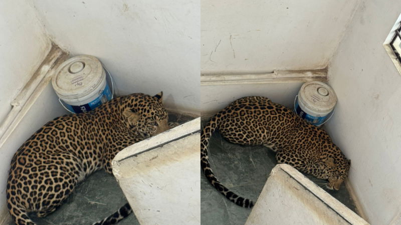 Haveri Leopard