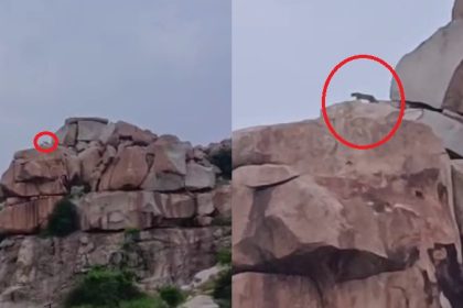Leopard found in Hospets Dharmada Gudda 1