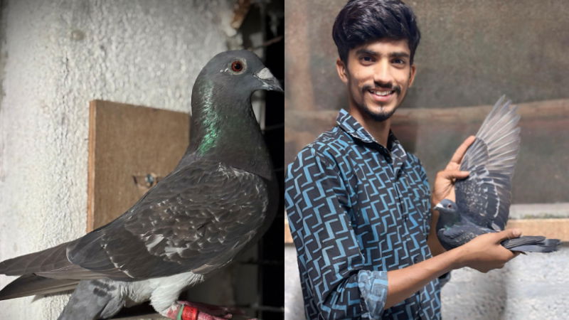 Mandya pigeon