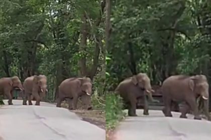 Mudigere Wild Elephants
