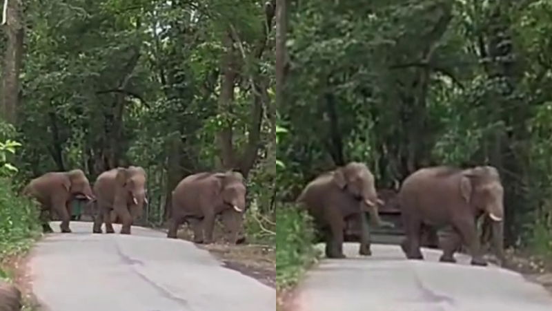Mudigere Wild Elephants